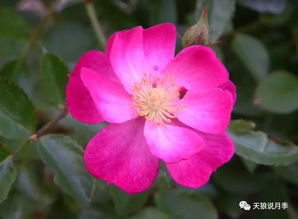 北方冬天月季香味的探索