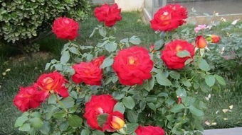 冬季花卉品种推荐