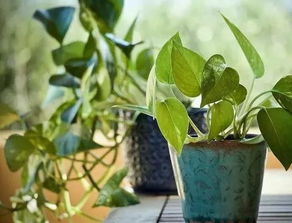 果汁阳台月季的养护