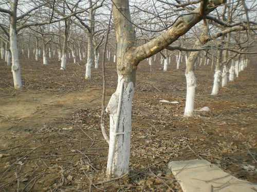 树干涂白剂价格多少？苹果树涂白可以用喷雾器吗？