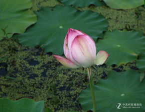 旱荷花的花期奥秘
