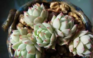 多肉白牡丹适合什么种植土壤？如何配土才能促进其生长