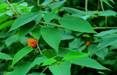 茺蔚子种植的经济效益探讨