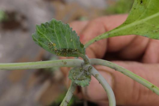 小树遭遇蜜虫，农民急寻杀虫妙方