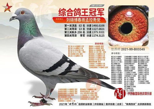 长安训鸽人花费22万购得鸽子王，揭开神秘鸽种背后的传奇故事