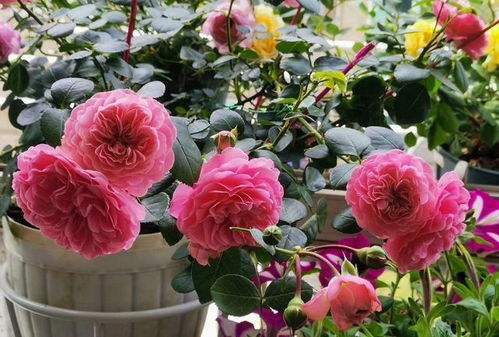 月季园里的浪漫秘密