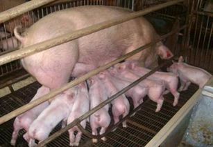 母猪保健措施导致采食量下降？如何调整方案