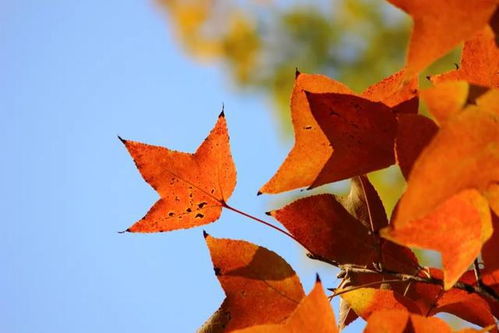 鸡爪槭， 鸡爪的模样