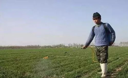 小麦除草剂Zui低温度之谜