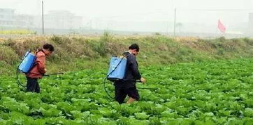 高粱喷施阿维菌素，平安还是凶险？