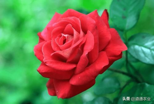 水肥管理：养护微型月季水肥管理需谨慎