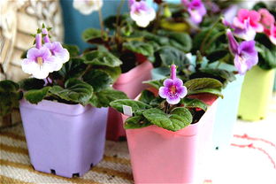 不需阳光条件， 些花卉依然嫩展现出它们命力