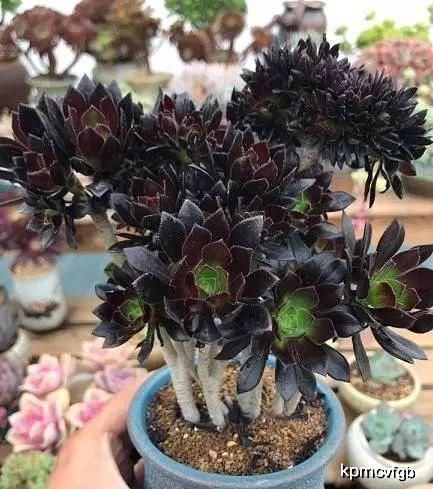 黑法师夏天是个啥样子？它啥时候长蕞快呢？