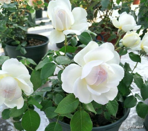 波莱罗：蜂蜜柠檬的甜美香气