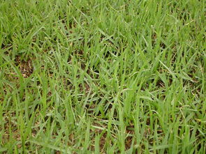 结缕草：防汛通道好帮手