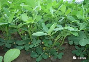 花生田里的第二次施用时机