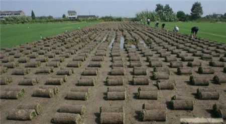 马尼拉草坪冬天的那些事儿