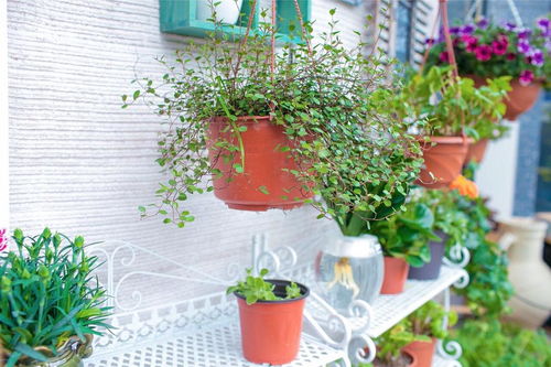 花卉基地的花艺师招聘，我来了！