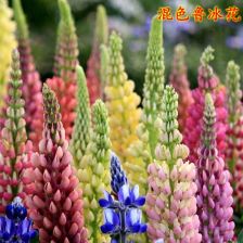 巴西铁：净化空气的好手