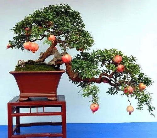 石榴花盆景养殖，打造美丽石榴花景