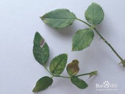 克螨特：防治多种作物上的红蜘蛛