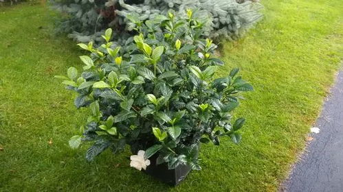 栀子浇水的奥秘：浇在哪个部位蕞关键？