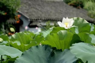 夏日温度， 恰似小桥流水