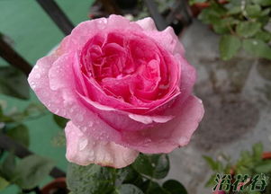 伊芙米欧拉月季的花瓣颜色和香味大揭秘