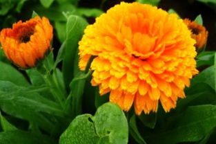 一斤金盏菊种子大概有多少粒？