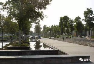 染后咱们得堪树阵植物的标准要求