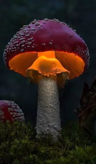 会发光的蘑菇，你见过吗