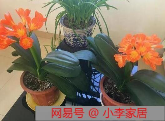养好发财树，生机盎然