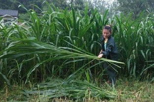 玉米草种植及养护