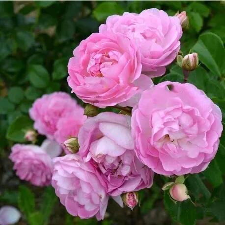 亚斯米娜月季的香气与花期揭秘