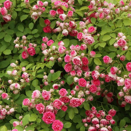 多彩琥珀月季与海德花园月季的花期揭秘