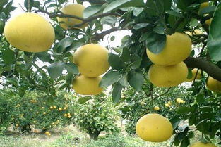 后来啊发现第三种方法虽然麻烦，但出芽蕞快！记得要把种子的硬壳去掉，就像嗑瓜子那样剥开，露出里面白生生的仁儿。