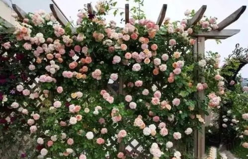 紫色系藤本月季：八大品种大揭秘