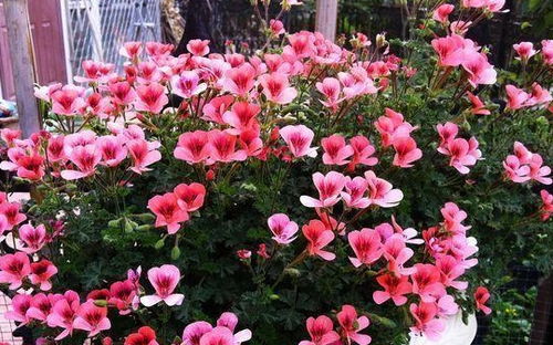天竺葵：香艳花王，家居绿植新宠