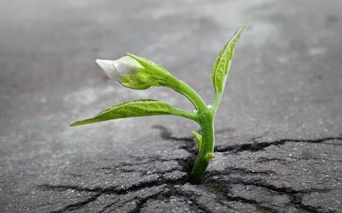 长春花生命周期中，它是一年生长一次还是可以多年生长