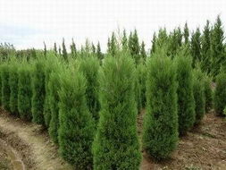 龙柏与蜀桧：各有特色， 各领风骚