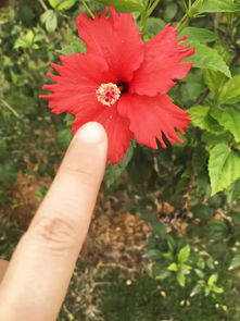 “荼蘼花开，花落谁家