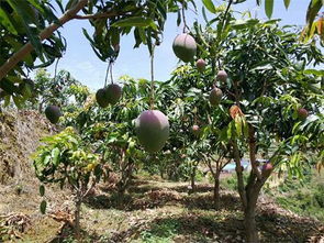 有机水果，农药真的不用吗？