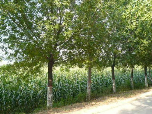 企业农户合作经营