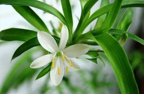 植物吊兰如何养护？如何让吊兰枝繁叶茂