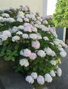 绣球花春季扦插最佳？秋季是否也适合