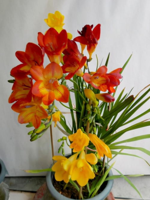 爆花机器：长春花， 花开不败的秘密