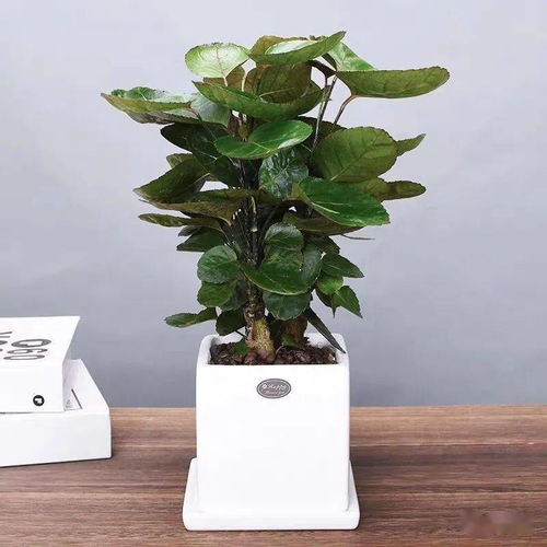 哪些植物需要特bie照顾？