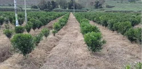 使用环境：土壤中的小秘密