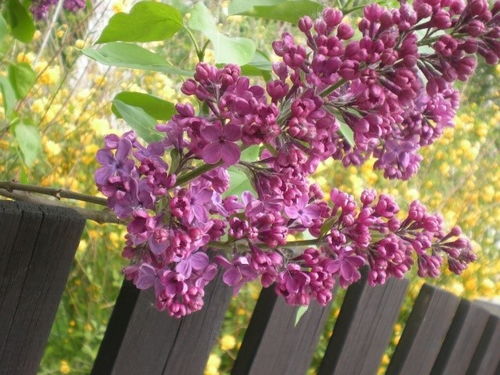 未来苗木市场前景广阔，苗圃如何把握趋势实现可持续发展？