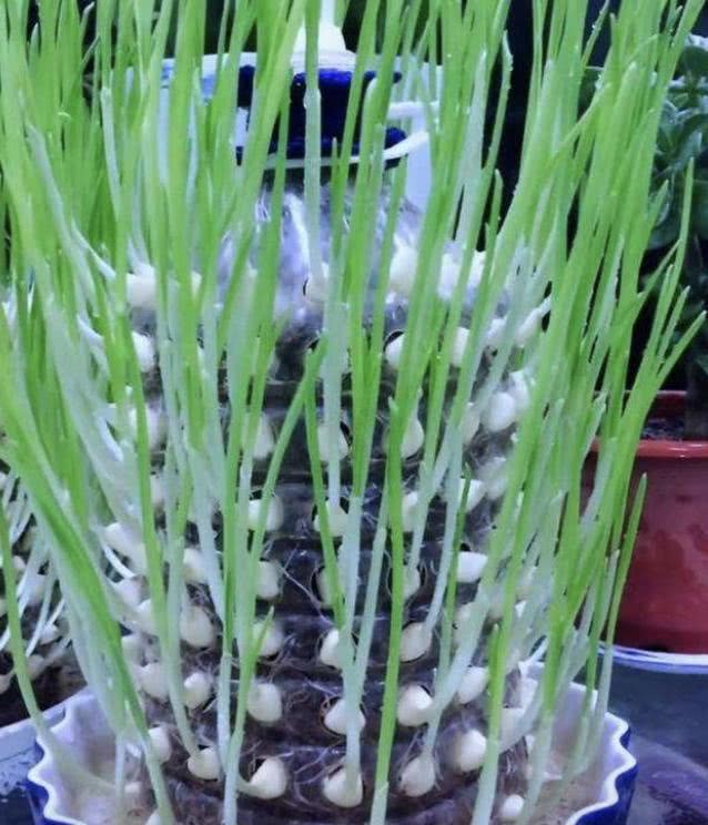 大蒜种植时间及注意事项？春季是最佳种植季节